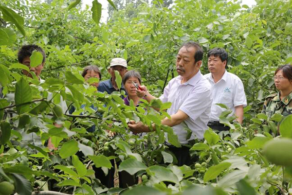 图为李保国在田间为田舍解说核桃栽培实用技术。。。。。。